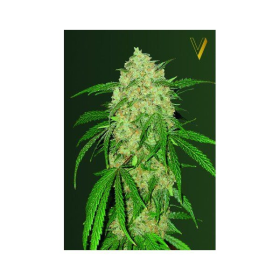 Bubblegum+ - Victory Seeds | TanieSianie.pl