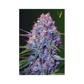 Caramelino - Victory Seeds | TanieSianie.pl