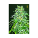 Cheese - Victory Seeds | TanieSianie.pl