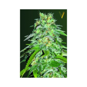 Cheese - Victory Seeds | TanieSianie.pl