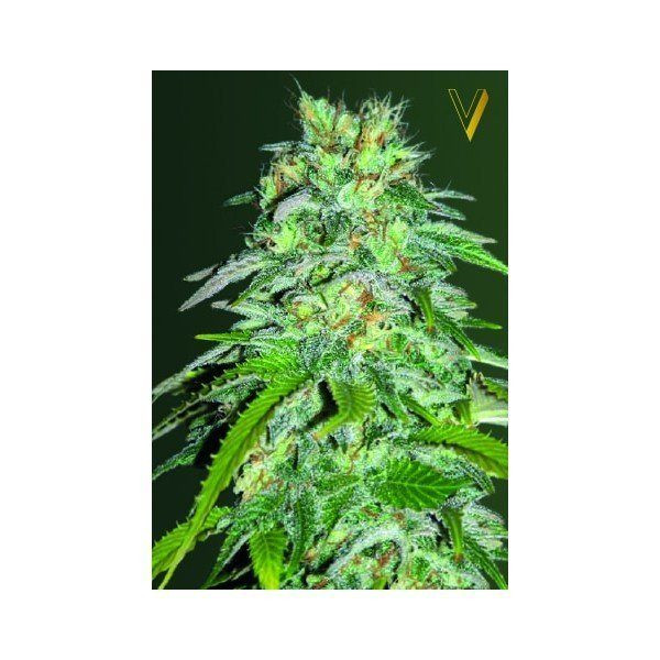 Cheese - Victory Seeds | TanieSianie.pl