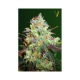 Chocolope - Victory Seeds | TanieSianie.pl