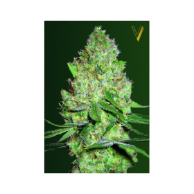 Chronic XXL - Victory Seeds | TanieSianie.pl