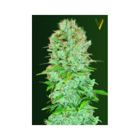 Critical - Victory Seeds | TanieSianie.pl