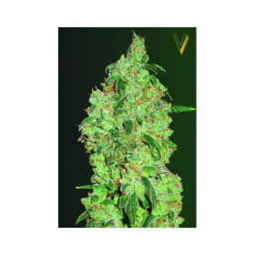 Great White Shark - Victory Seeds | TanieSianie.pl