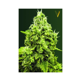 Jack Herer - Victory Seeds | TanieSianie.pl