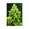 Jack Herer - Victory Seeds