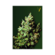 Northern Light - Victory Seeds | TanieSianie.pl