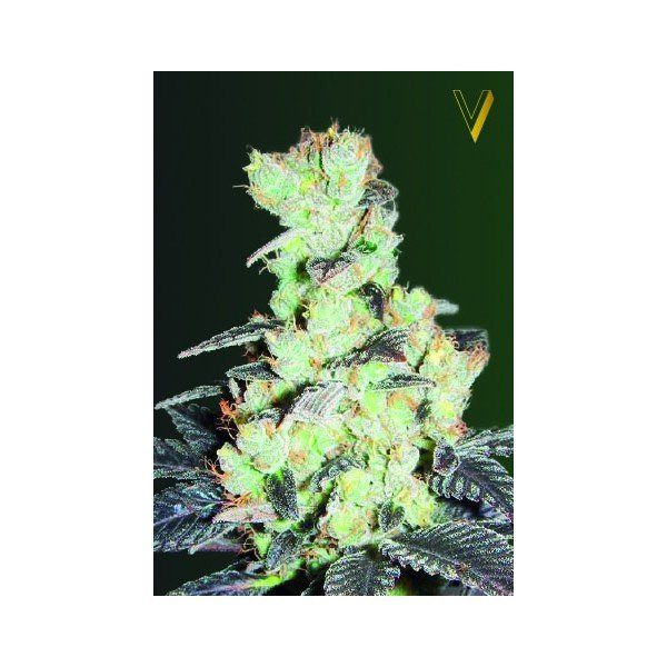 NYV Diesel - Victory Seeds | TanieSianie.pl
