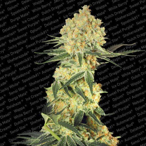 Auto Wappa - PARADISE SEEDS | TanieSianie.pl