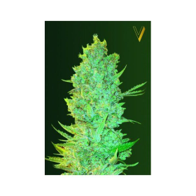 OG Kush - Victory Seeds | TanieSianie.pl