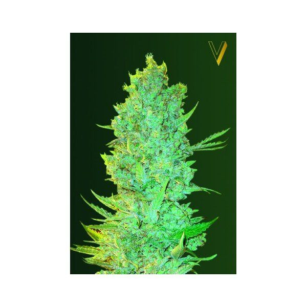 OG Kush - Victory Seeds | TanieSianie.pl