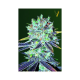 Original Blueberry - Victory Seeds | TanieSianie.pl