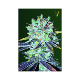Original Blueberry - Victory Seeds | TanieSianie.pl