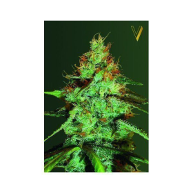 Original Lemon Skunk - Victory Seeds | TanieSianie.pl
