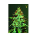 Original Lemon Skunk - Victory Seeds