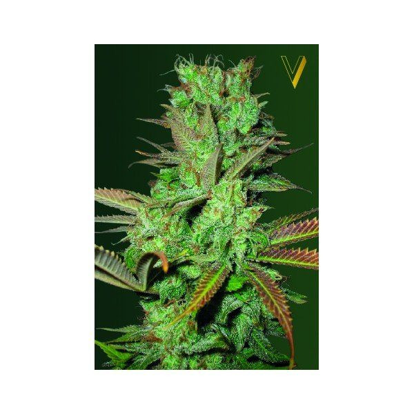 Somango - Victory Seeds | TanieSianie.pl