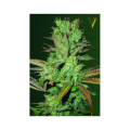 Somango - Victory Seeds