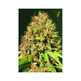 Super Mazar - Victory Seeds | TanieSianie.pl
