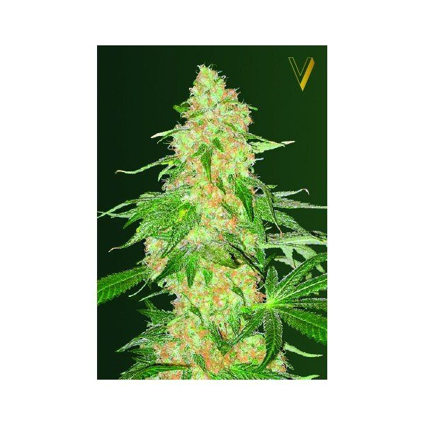 Super Skunk - Victory Seeds | TanieSianie.pl