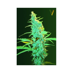 Ultra Power Plant - Victory Seeds | TanieSianie.pl