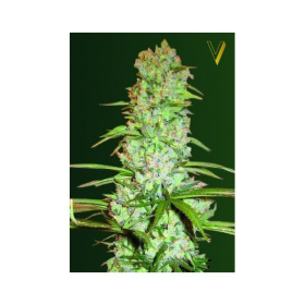 White Russian XXL - Victory Seeds | TanieSianie.pl
