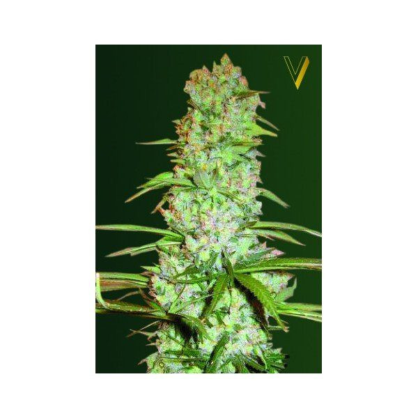 White Russian XXL - Victory Seeds | TanieSianie.pl