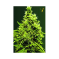 White Widow - Victory Seeds
