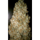 Auto Wappa - PARADISE SEEDS | TanieSianie.pl