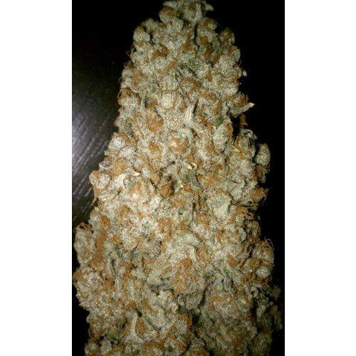 Auto Wappa - PARADISE SEEDS | TanieSianie.pl