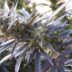 Blueberry - DUTCH PASSION | TanieSianie.pl