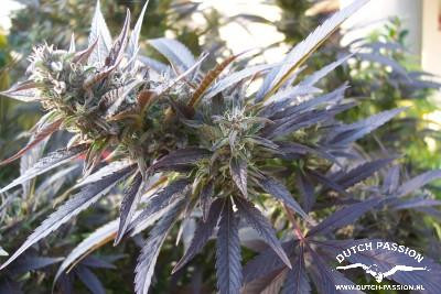 Blueberry - DUTCH PASSION | TanieSianie.pl