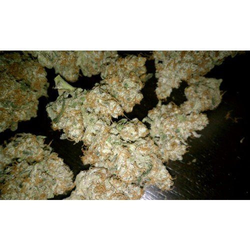 Auto Wappa - PARADISE SEEDS | TanieSianie.pl