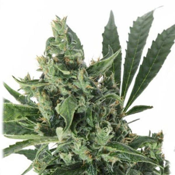 Med Gom Auto - CBD CREW | TanieSianie.pl