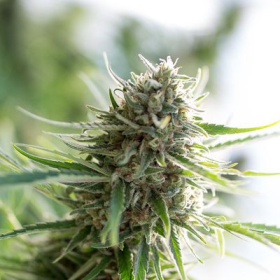 CBD Critical Mass - CBD CREW | TanieSianie.pl