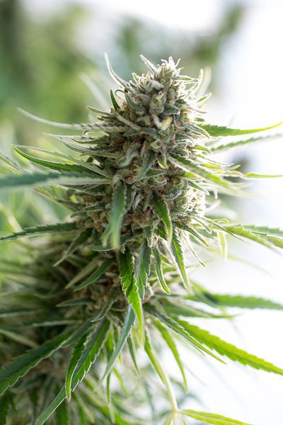 CBD Critical Mass - CBD CREW | TanieSianie.pl
