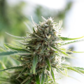 CBD Critical Mass - CBD CREW