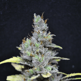 CBD Mango Haze - CBD CREW | TanieSianie.pl