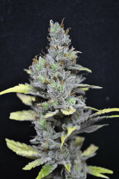 CBD Mango Haze - CBD CREW | TanieSianie.pl