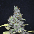 CBD Mango Haze - CBD CREW