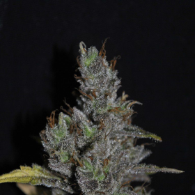 CBD MediHaze - CBD CREW | TanieSianie.pl
