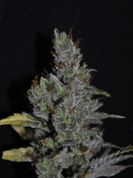 CBD MediHaze - CBD CREW | TanieSianie.pl