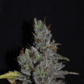 CBD MediHaze - CBD CREW