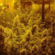 CBD Mix - CBD CREW | TanieSianie.pl