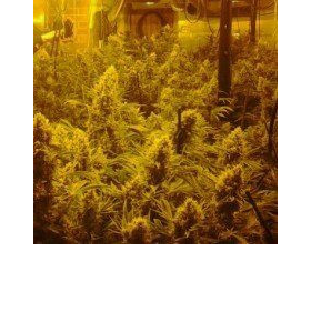 CBD Mix - CBD CREW | TanieSianie.pl