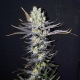 CBD Nordle - CBD CREW | TanieSianie.pl