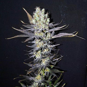 CBD Nordle - CBD CREW | TanieSianie.pl