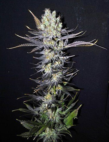 CBD Nordle - CBD CREW | TanieSianie.pl