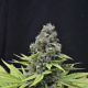 CBD Shark - CBD CREW | TanieSianie.pl
