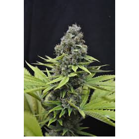 CBD Shark - CBD CREW | TanieSianie.pl